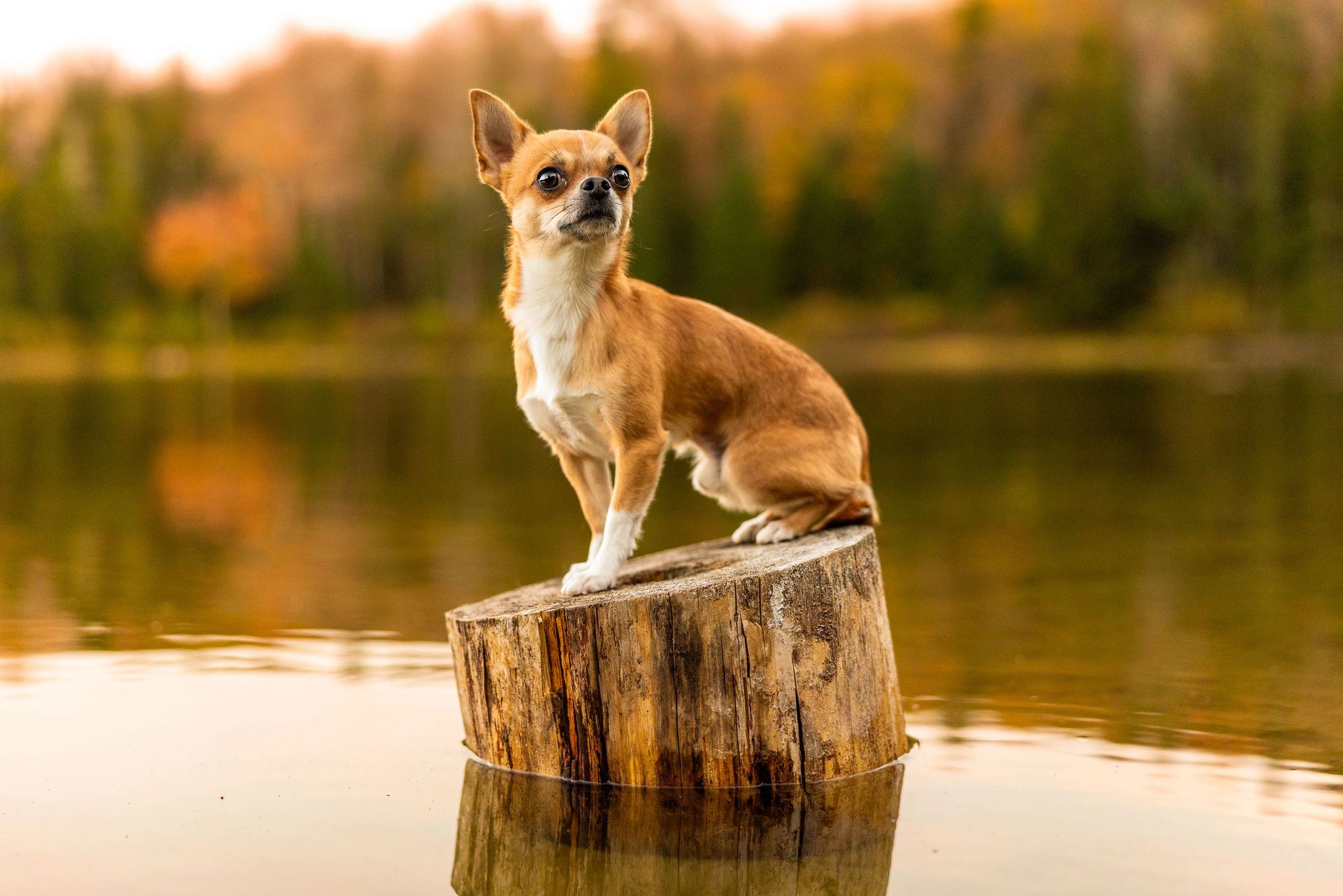 Expressive pet portrait highlighting personality